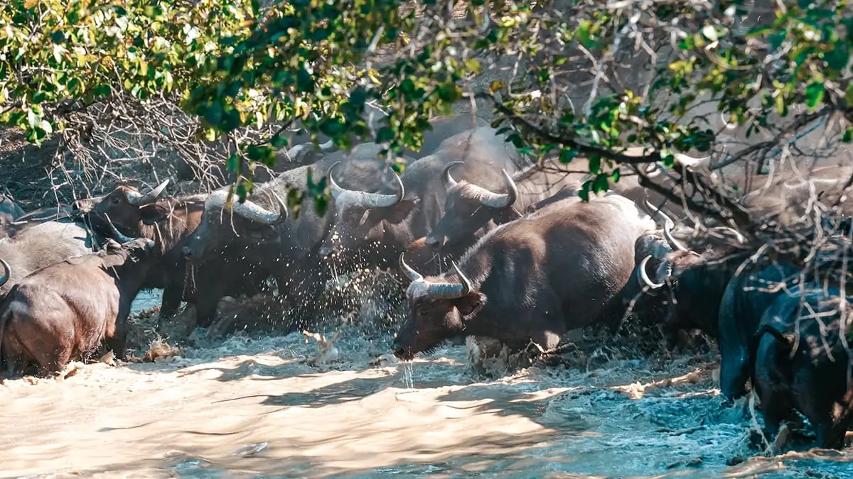 Hwange National Park