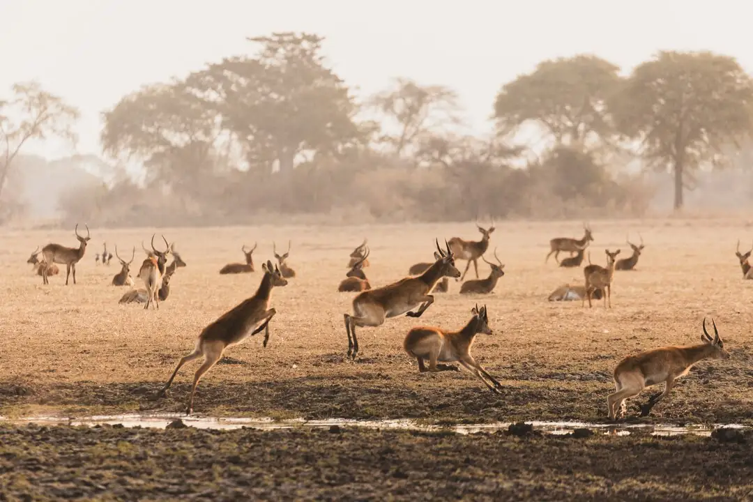 A herd of red lechwe scattering across a dusty floodplain in low light