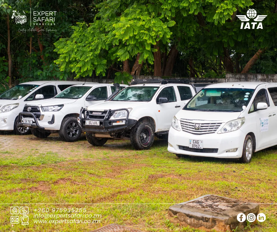 Several Expert Safari transfer vehicles lined up together