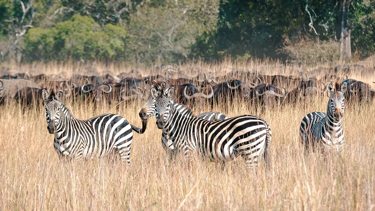 South Luangwa National Park